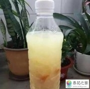 淘米水能浇什么花浇花的正确使用