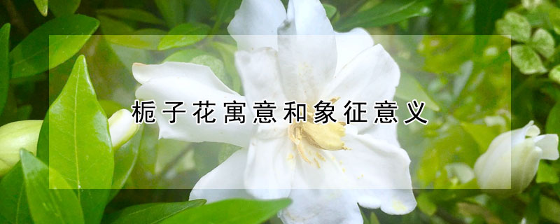 栀子花寓意和象征意义