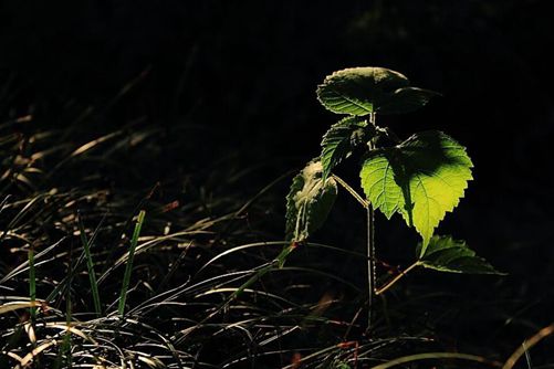 秋季花草盆栽养护，做好这七点来年花开不断 盆盆爆满