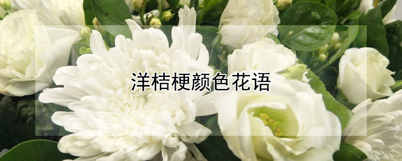 洋桔梗颜色花语