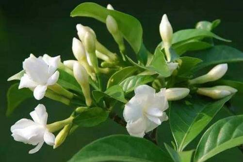 狗牙花图片，狗牙花 贞静如栀子，芳香似茉莉