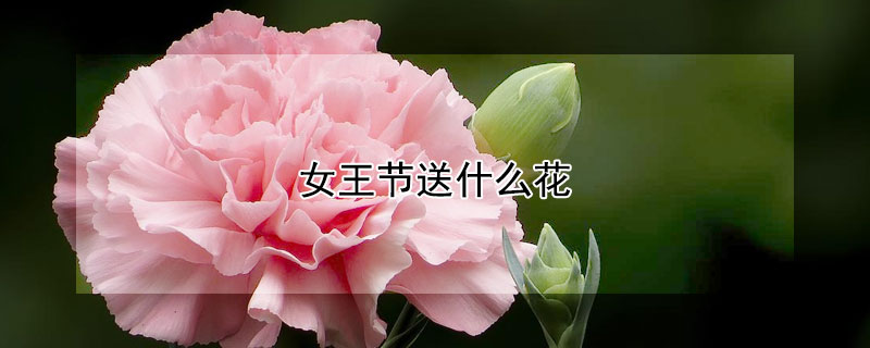 女王节送什么花