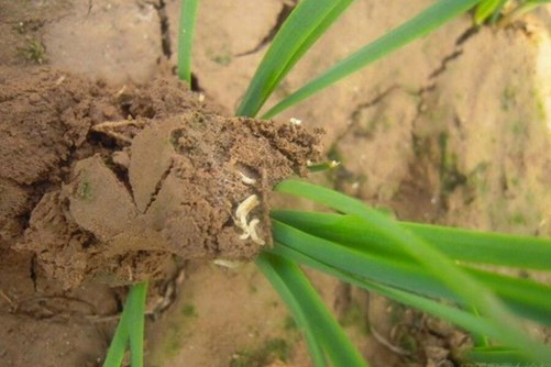 地下害虫特效药有哪些？这几种方法既能杀虫又不危害农作物