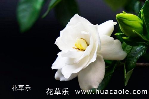 栀子花怎么养？栀子花叶片变黄处理方法