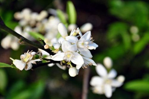 云香花图片，云香花唾影 波散雨吹愁