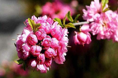 麦李图片，麦李 花开如云，花落似海