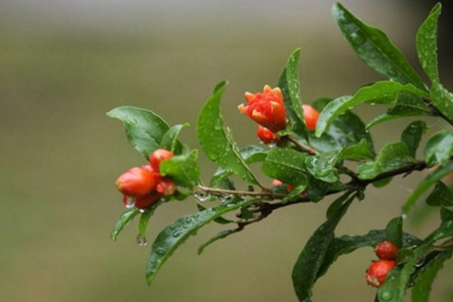 石榴花几月开花？石榴花儿红红地开