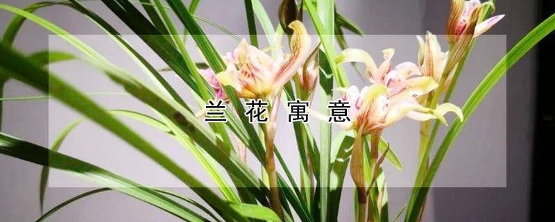 兰花寓意