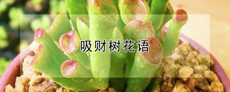 吸财树花语