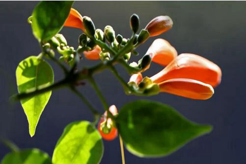 炮仗花图片，忽如一夜春风来 千树万树炮仗花开