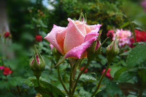 月季这样养 梅雨季后花开不断，还没病虫害