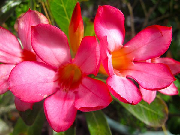 花语大全：沙漠玫瑰花语