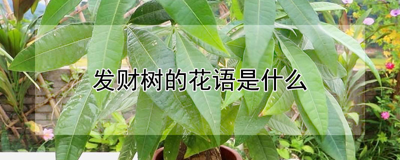 发财树的花语是什么