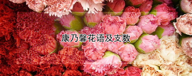 康乃馨花语及支数