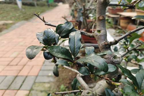 海棠花到了花期，只长叶没有花苞怎么办