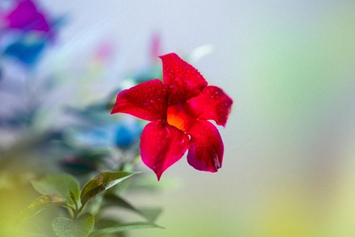 飘香藤图片 飘香藤花开四季，让您庭院飘香