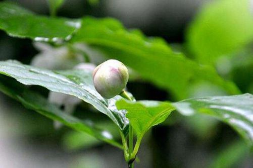 夏腊梅什么时候开花？居然有夏天开花的腊梅