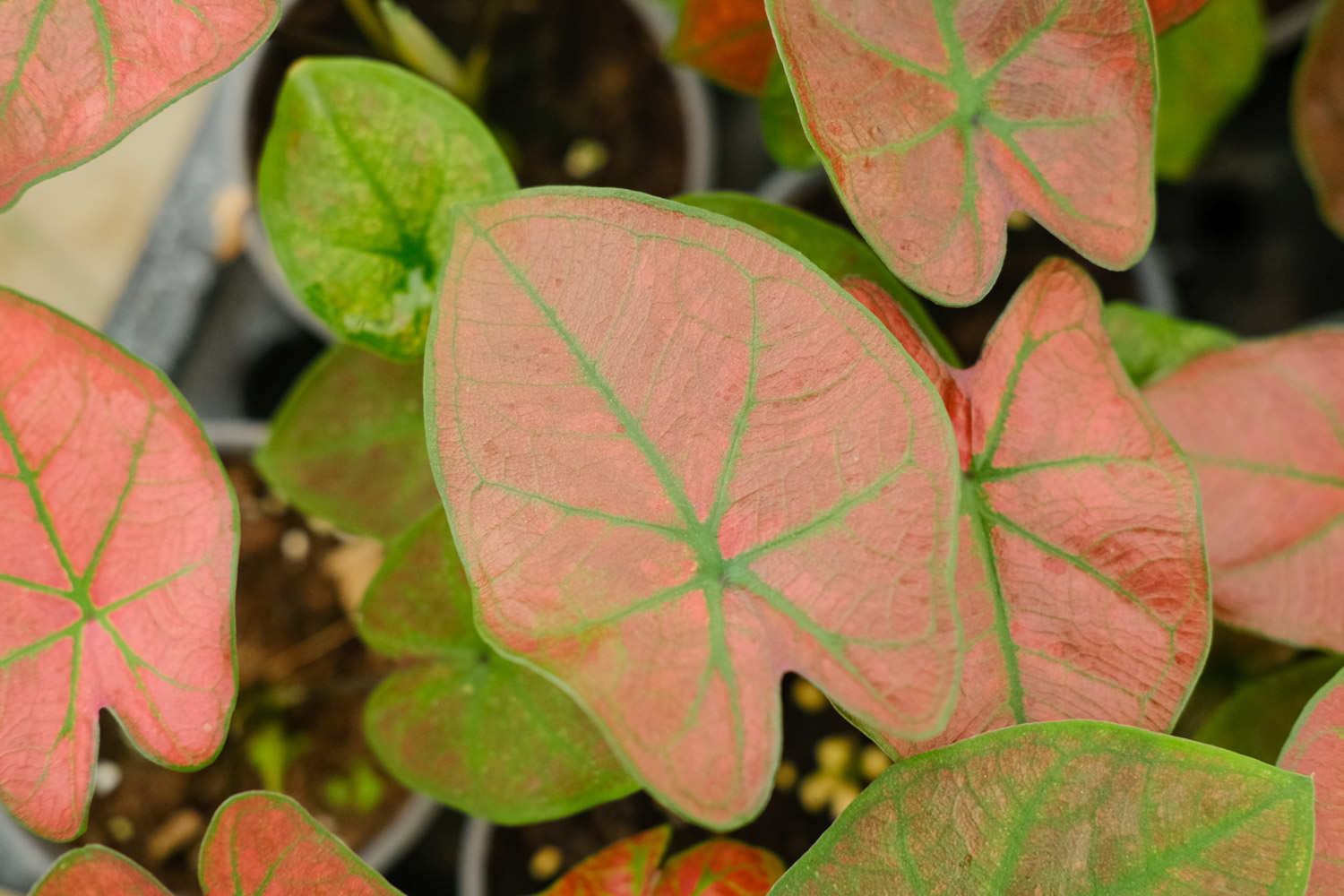 花花叶叶——花叶芋