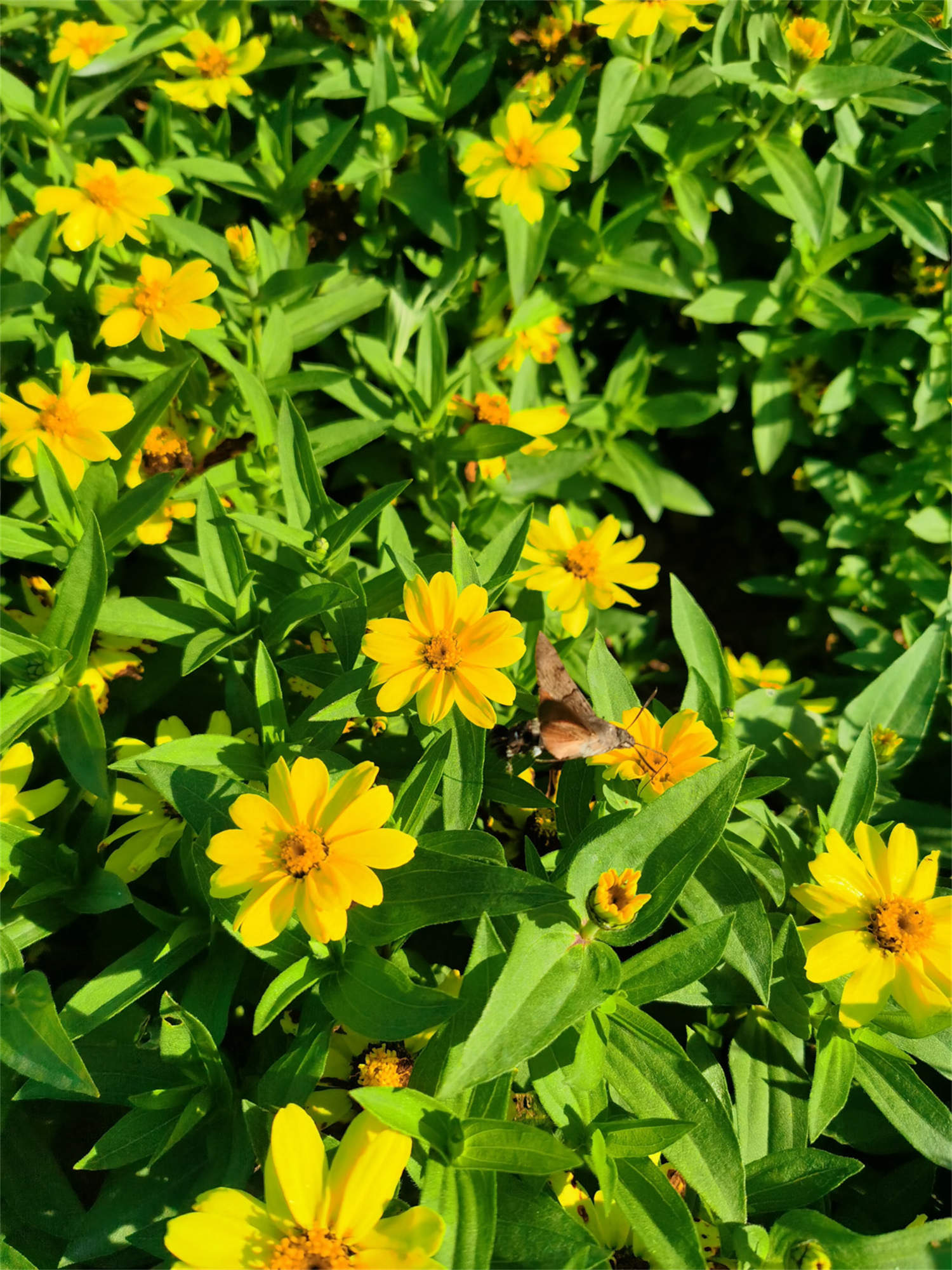 大汉天子皇帝菊